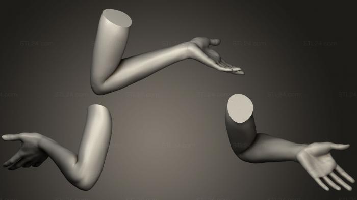 Анатомия скелеты и черепа (Поза женской руки 17, ANTM_0427) 3D модель для ЧПУ станка